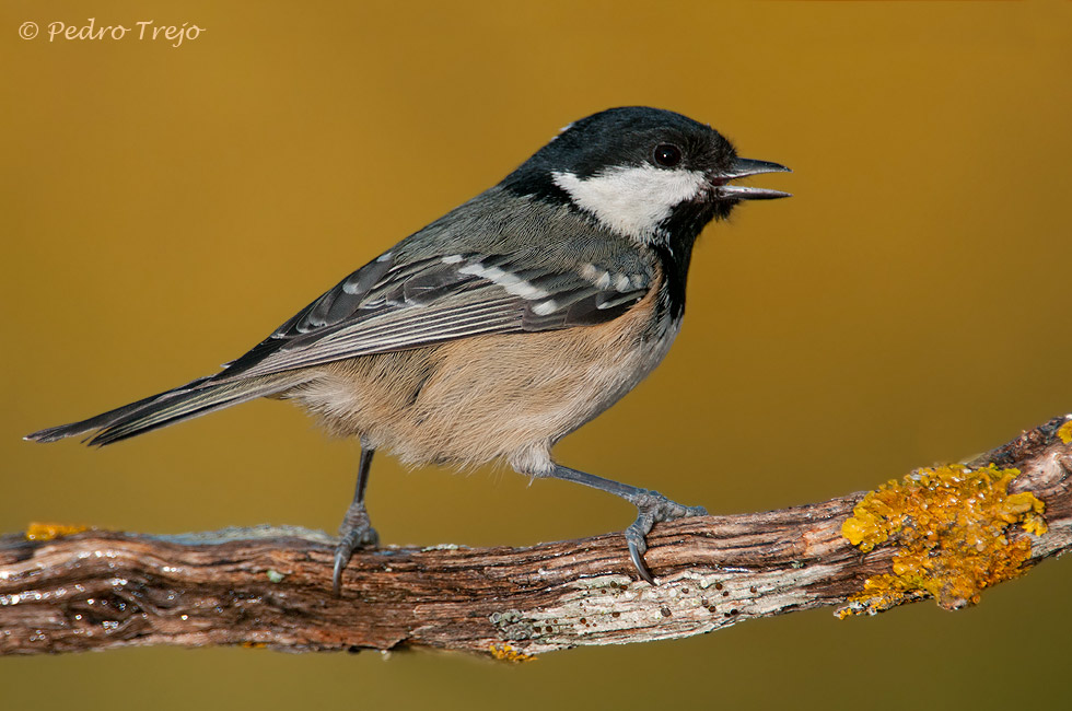 Carbonero garrapinos (Parus ater)